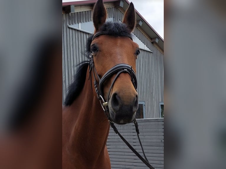 Hannoveraner Stute 10 Jahre 168 cm Brauner in L&#xE4;ngenfeld