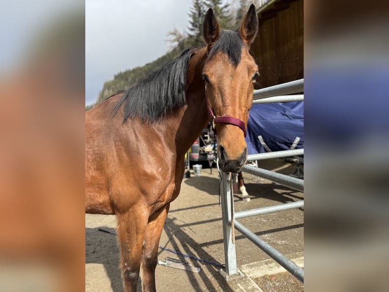 Hannoveraner Stute 10 Jahre 168 cm Brauner in L&#xE4;ngenfeld