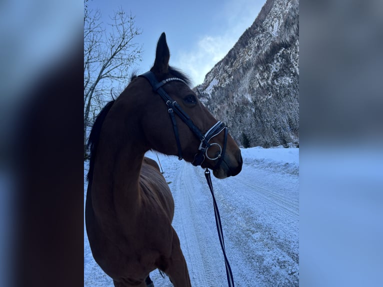 Hannoveraner Stute 10 Jahre 168 cm Brauner in L&#xE4;ngenfeld