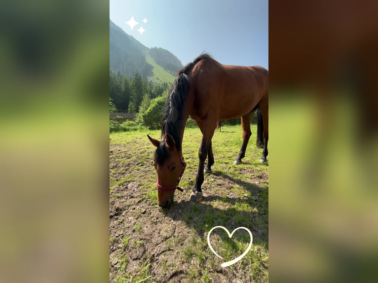 Hannoveraner Stute 10 Jahre 168 cm Brauner in L&#xE4;ngenfeld