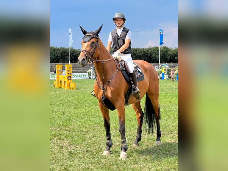 Hannoveraner Stute 10 Jahre 168 cm Brauner in Dresden