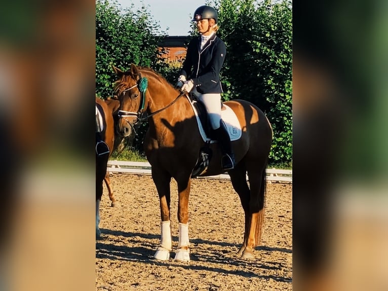 Hannoveraner Stute 10 Jahre 168 cm Dunkelfuchs in B&#xFC;lkau
