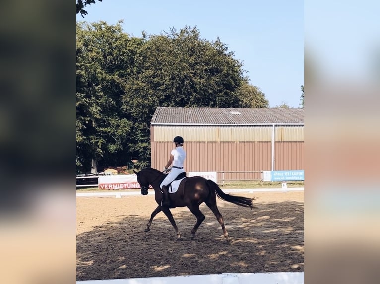 Hannoveraner Stute 10 Jahre 168 cm Dunkelfuchs in B&#xFC;lkau
