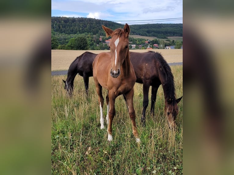 Hannoveraner Stute 10 Jahre 168 cm Dunkelfuchs in Lengenfeld unterm Stein