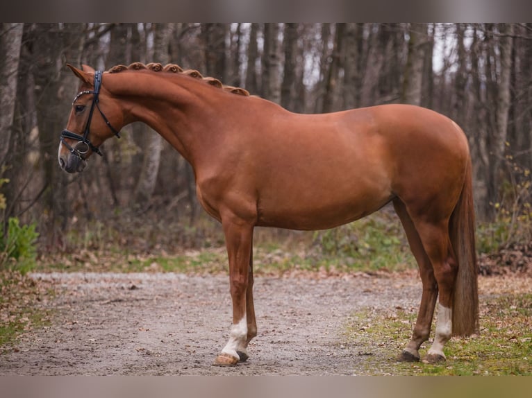 Hannoveraner Stute 10 Jahre 168 cm Fuchs in Wehringen