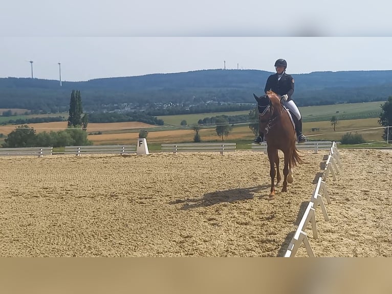 Hannoveraner Stute 10 Jahre 168 cm Fuchs in Spall