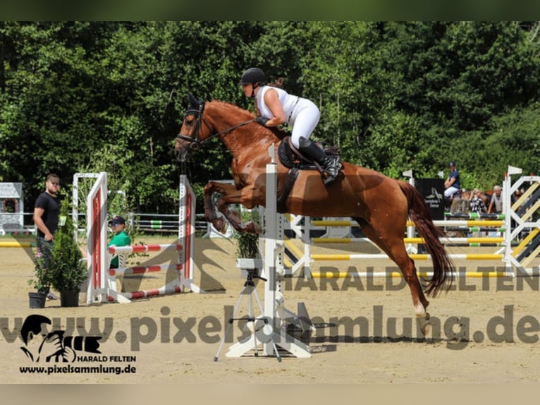 Hannoveraner Stute 10 Jahre 168 cm Fuchs in Spall