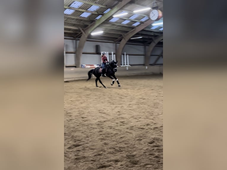 Hannoveraner Stute 10 Jahre 168 cm Rappe in Bimöhlen