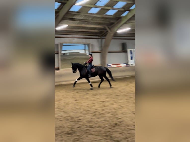 Hannoveraner Stute 10 Jahre 168 cm Rappe in Bimöhlen