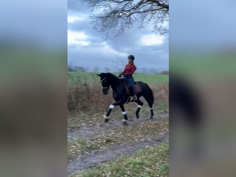 Hannoveraner Stute 10 Jahre 168 cm Rappe in Bimöhlen