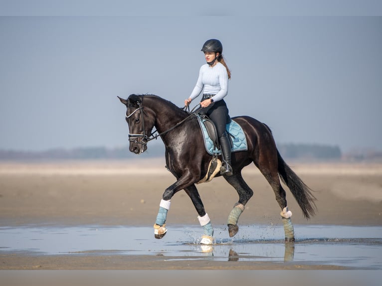 Hannoveraner Stute 10 Jahre 168 cm Rappe in Bimöhlen