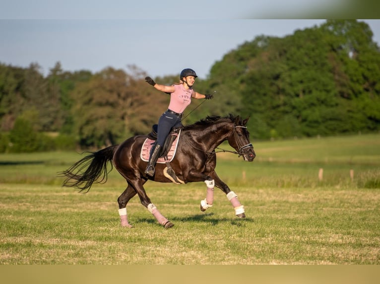Hannoveraner Stute 10 Jahre 168 cm Rappe in Bimöhlen
