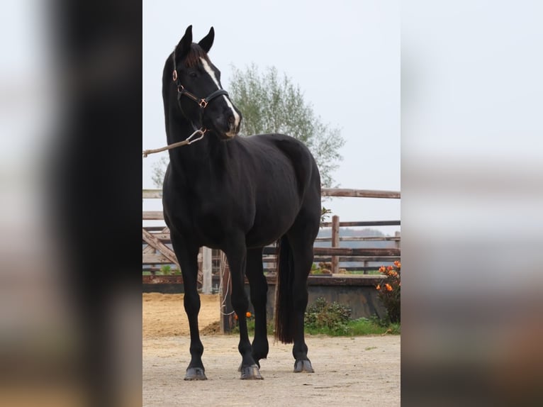 Hannoveraner Stute 10 Jahre 168 cm Rappe in Bocholt