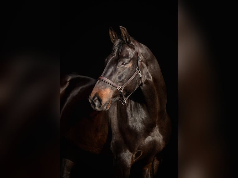 Hannoveraner Stute 10 Jahre 168 cm Schwarzbrauner in Loxstedt