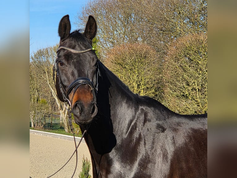Hannoveraner Stute 10 Jahre 168 cm Schwarzbrauner in Loxstedt