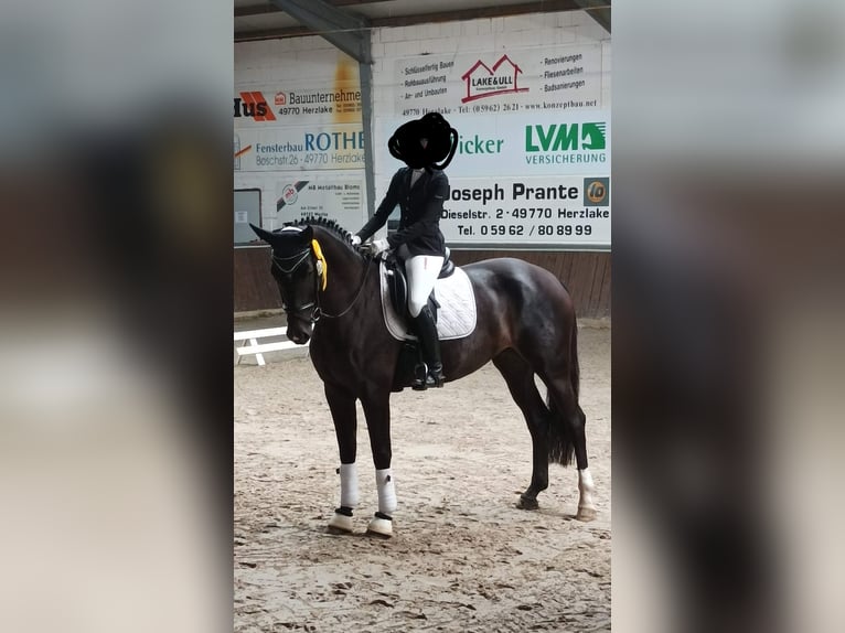 Hannoveraner Stute 10 Jahre 169 cm Dunkelbrauner in Bawinkel