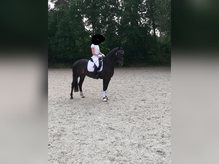 Hannoveraner Stute 10 Jahre 169 cm Dunkelbrauner in Bawinkel