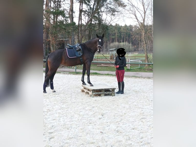 Hannoveraner Stute 10 Jahre 169 cm Dunkelbrauner in Bawinkel