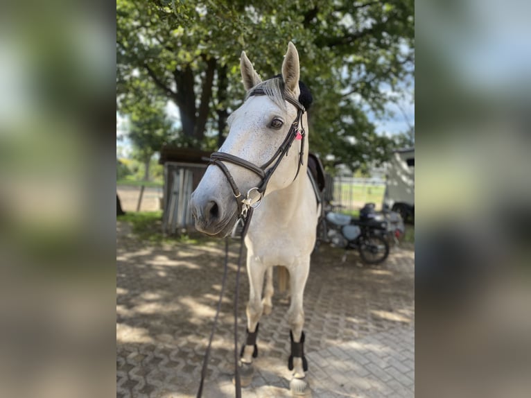 Hannoveraner Stute 10 Jahre 169 cm Schimmel in Dobra