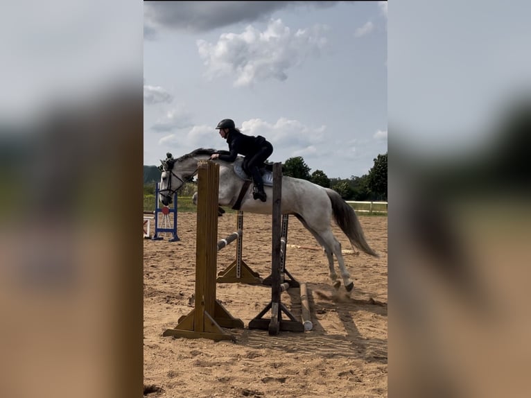 Hannoveraner Stute 10 Jahre 169 cm Schimmel in Dobra