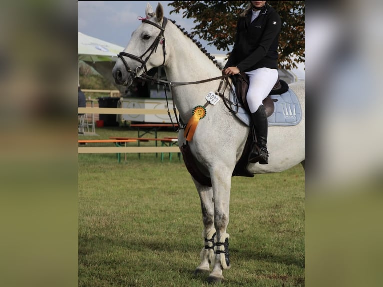 Hannoveraner Stute 10 Jahre 169 cm Schimmel in Dobra