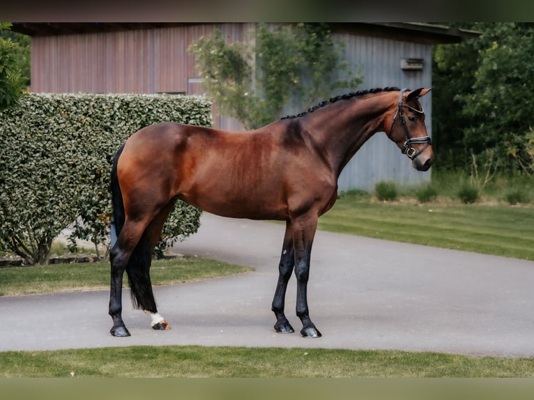 Hannoveraner Stute 10 Jahre 170 cm Brauner in Karben