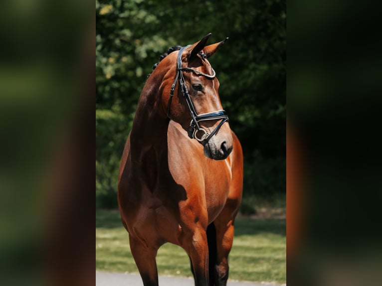 Hannoveraner Stute 10 Jahre 170 cm Brauner in Karben