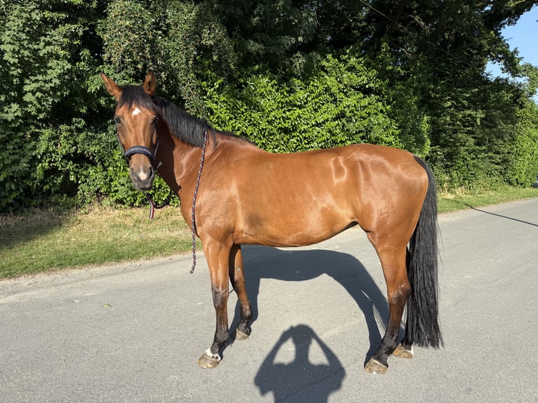 Hannoveraner Stute 10 Jahre 170 cm Brauner in Bottrop