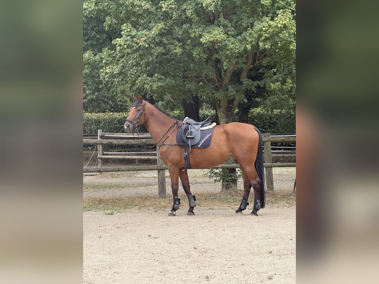 Hannoveraner Stute 10 Jahre 170 cm Brauner in Bottrop
