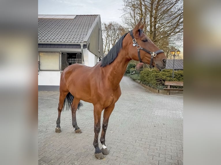 Hannoveraner Stute 10 Jahre 170 cm Brauner in Bottrop