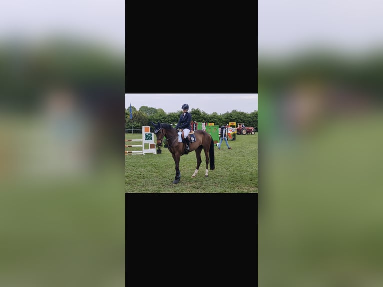 Hannoveraner Stute 10 Jahre 170 cm Brauner in Werlte