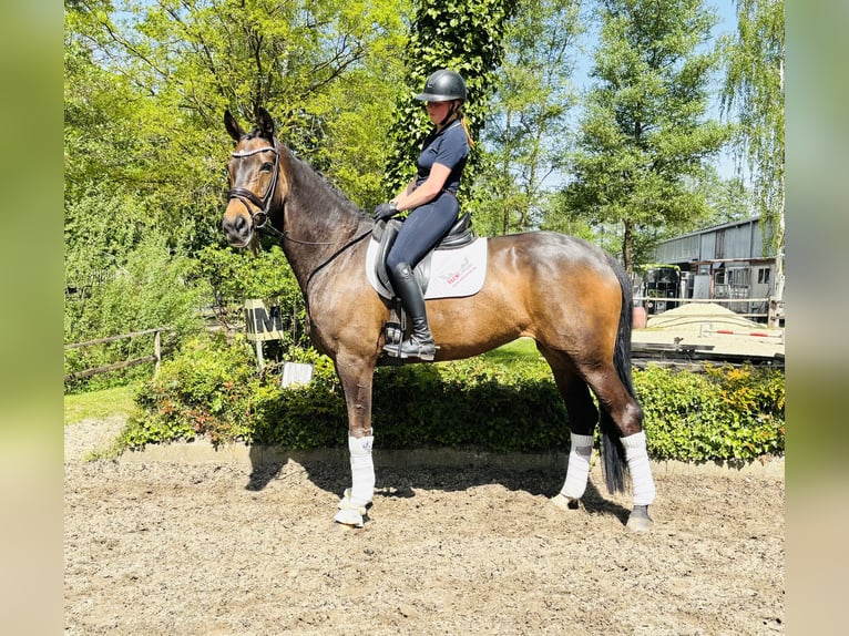Hannoveraner Stute 10 Jahre 170 cm Dunkelbrauner in HassendorfSottrum