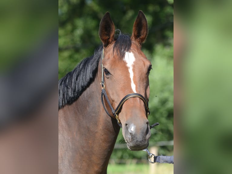Hannoveraner Stute 10 Jahre 170 cm Dunkelbrauner in Wangerland Hohenkirchen