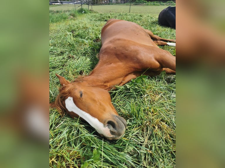 Hannoveraner Stute 10 Jahre 170 cm Fuchs in Moos