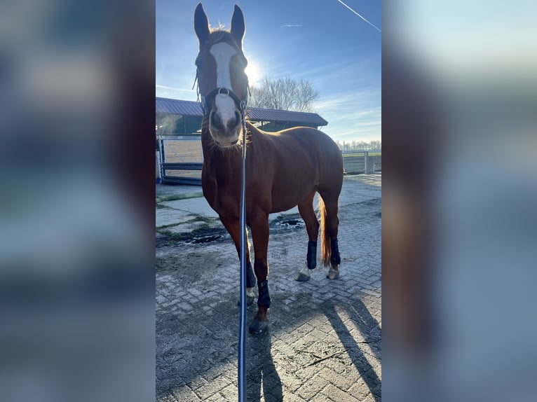 Hannoveraner Stute 10 Jahre 170 cm Fuchs in Moos