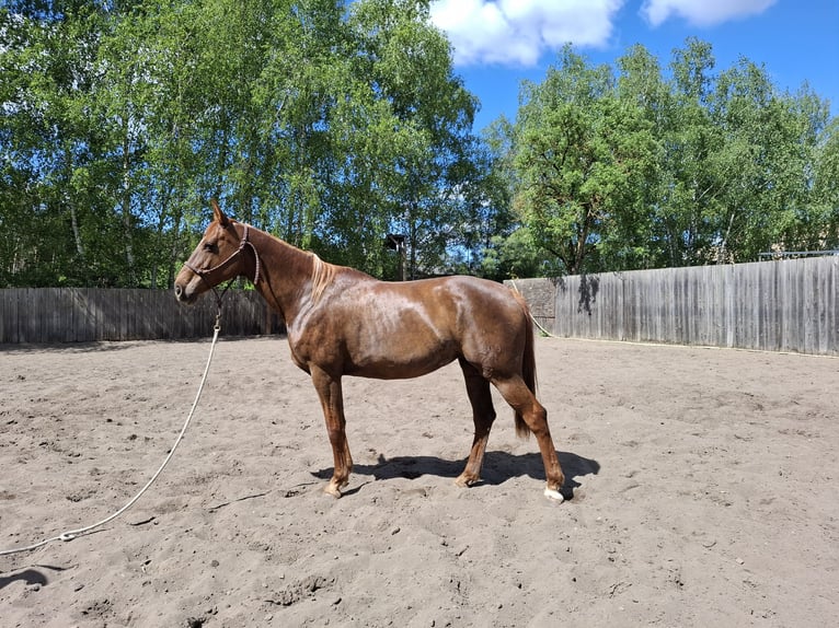 Hannoveraner Stute 10 Jahre 170 cm Fuchs in Rathenow