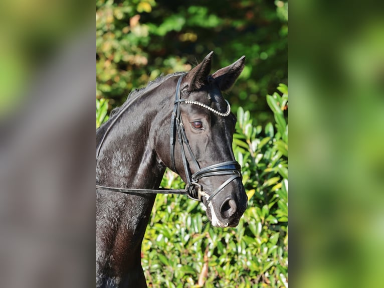 Hannoveraner Stute 10 Jahre 170 cm Rappe in Ibbenbüren Hannoveraner Stute 10 Jahre 170 cm Rappe in Ibbenbüren