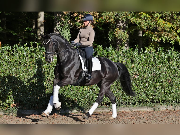 Hannoveraner Stute 10 Jahre 170 cm Rappe in Ibbenbüren Hannoveraner Stute 10 Jahre 170 cm Rappe in Ibbenbüren