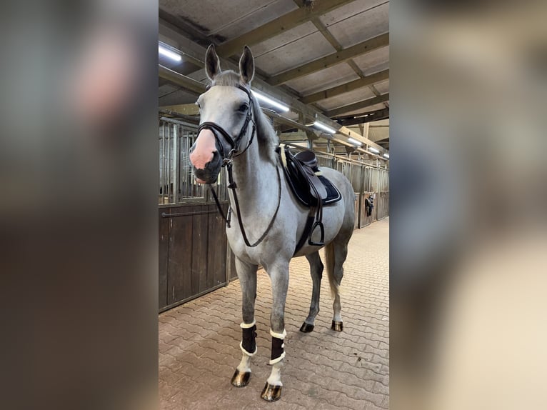 Hannoveraner Stute 10 Jahre 170 cm Schimmel in Bösel