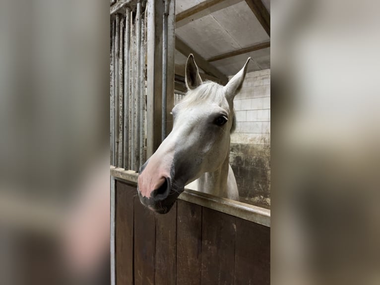 Hannoveraner Stute 10 Jahre 170 cm Schimmel in Bösel