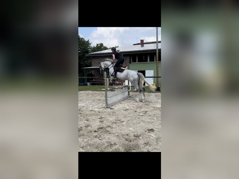 Hannoveraner Stute 10 Jahre 170 cm Schimmel in Bösel