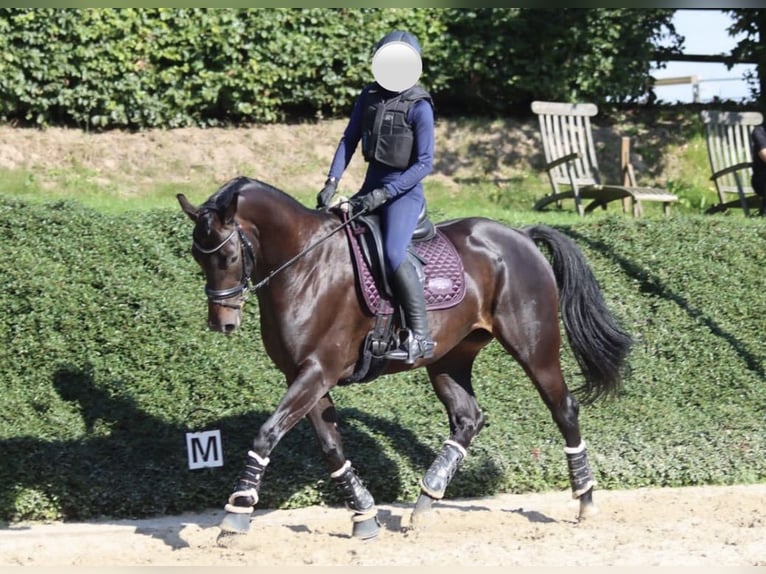 Hannoveraner Stute 10 Jahre 170 cm Schwarzbrauner in Aerzen