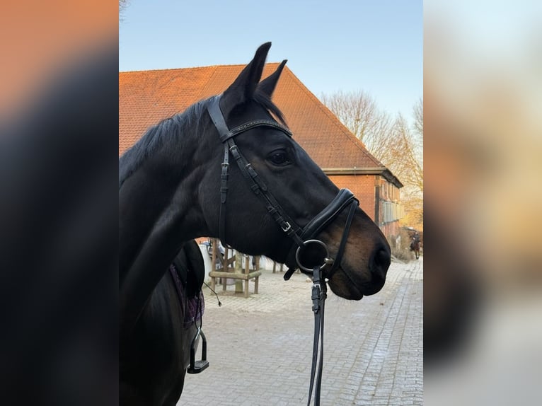 Hannoveraner Stute 10 Jahre 170 cm Schwarzbrauner in Aerzen