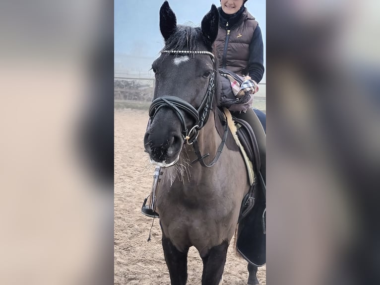 Hannoveraner Stute 10 Jahre 170 cm Schwarzbrauner in Gro&#xDF;enl&#xFC;der