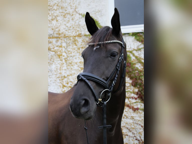 Hannoveraner Stute 10 Jahre 170 cm Schwarzbrauner in Gro&#xDF;enl&#xFC;der