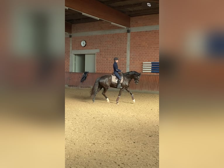 Hannoveraner Stute 10 Jahre 170 cm Schwarzbrauner in Gro&#xDF;enl&#xFC;der
