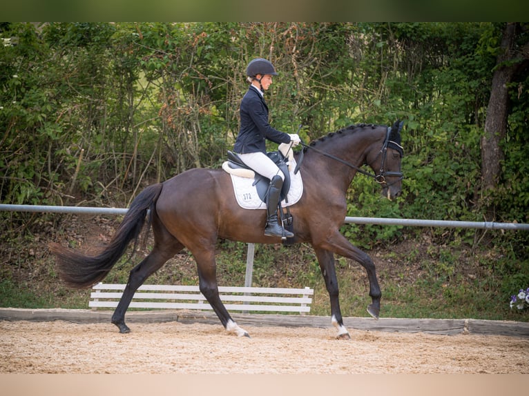 Hannoveraner Stute 10 Jahre 170 cm Schwarzbrauner in Gro&#xDF;enl&#xFC;der