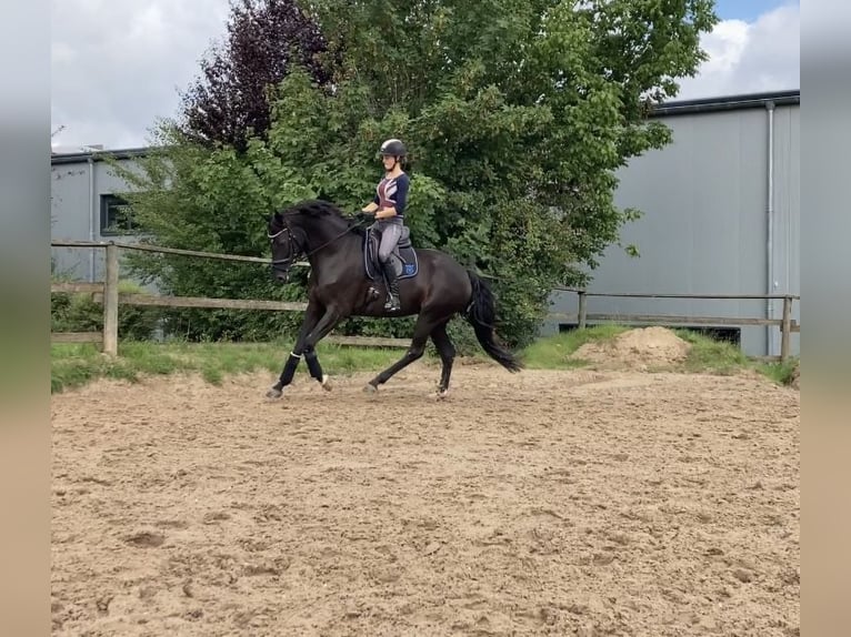 Hannoveraner Stute 10 Jahre 170 cm Schwarzbrauner in Gro&#xDF;enl&#xFC;der