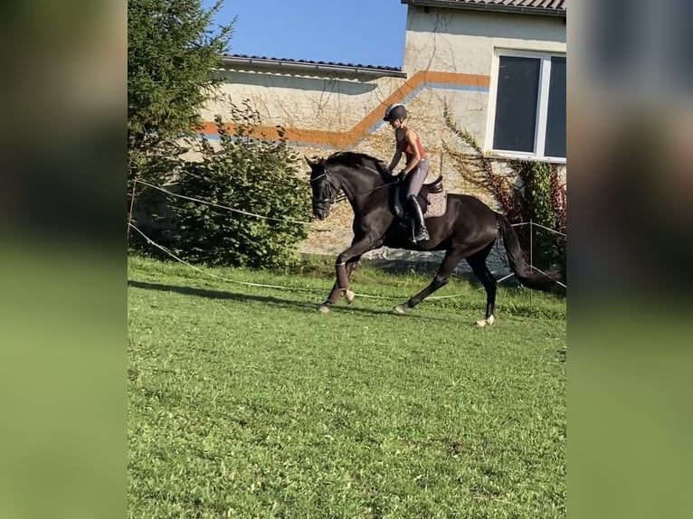 Hannoveraner Stute 10 Jahre 170 cm Schwarzbrauner in Gro&#xDF;enl&#xFC;der