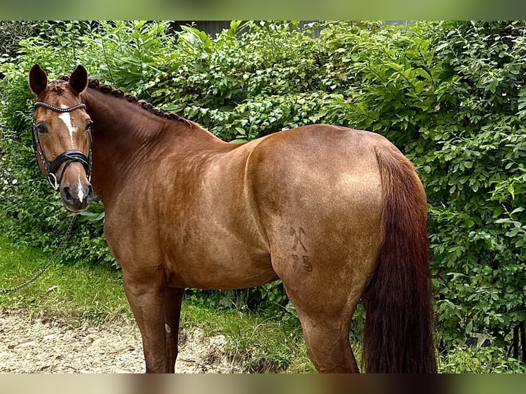 Hannoveraner Stute 10 Jahre 172 cm Dunkelfuchs in Xanten